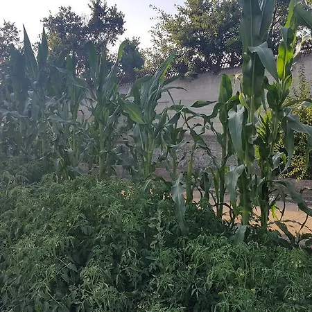 Menta E Rosmarino Monte SantʼAngelo