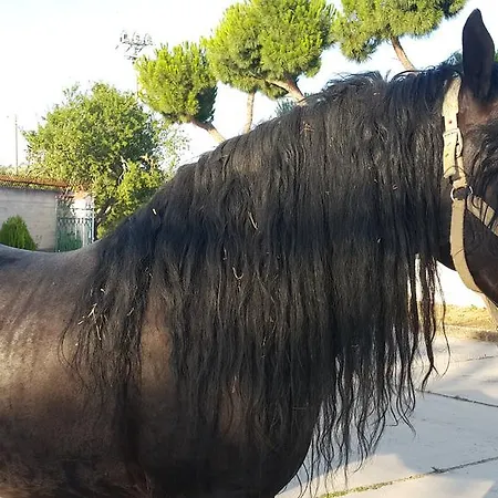Menta E Rosmarino Monte SantʼAngelo
